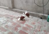 Red saddle frillback Chick’s pair forsale