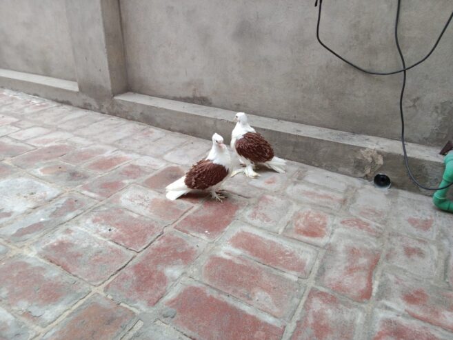 Red saddle frillback Chick’s pair forsale