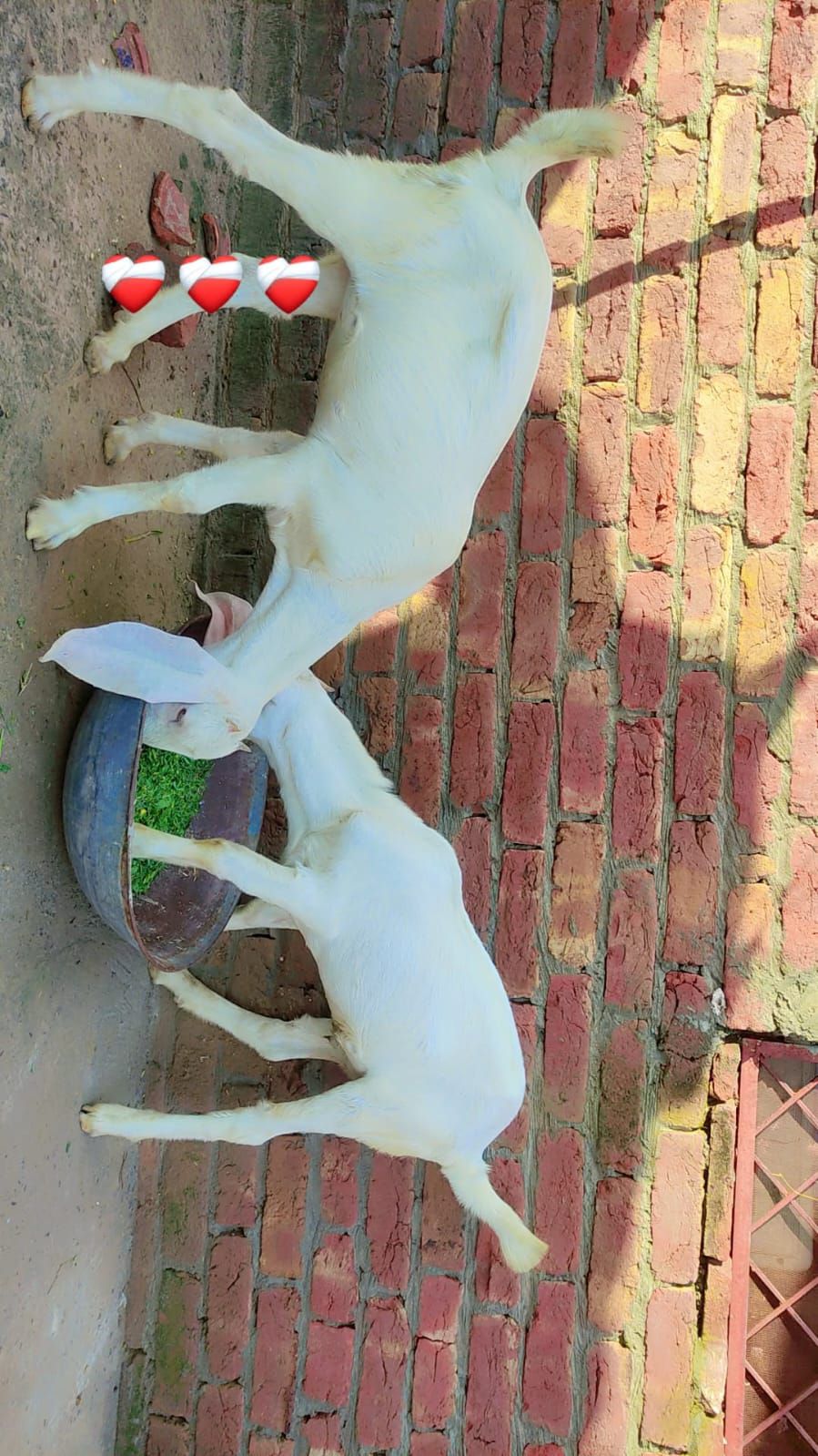 Pure Rajan Puri male femal