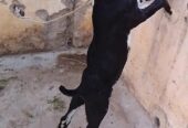 Zero size kodu tedy male chamba face