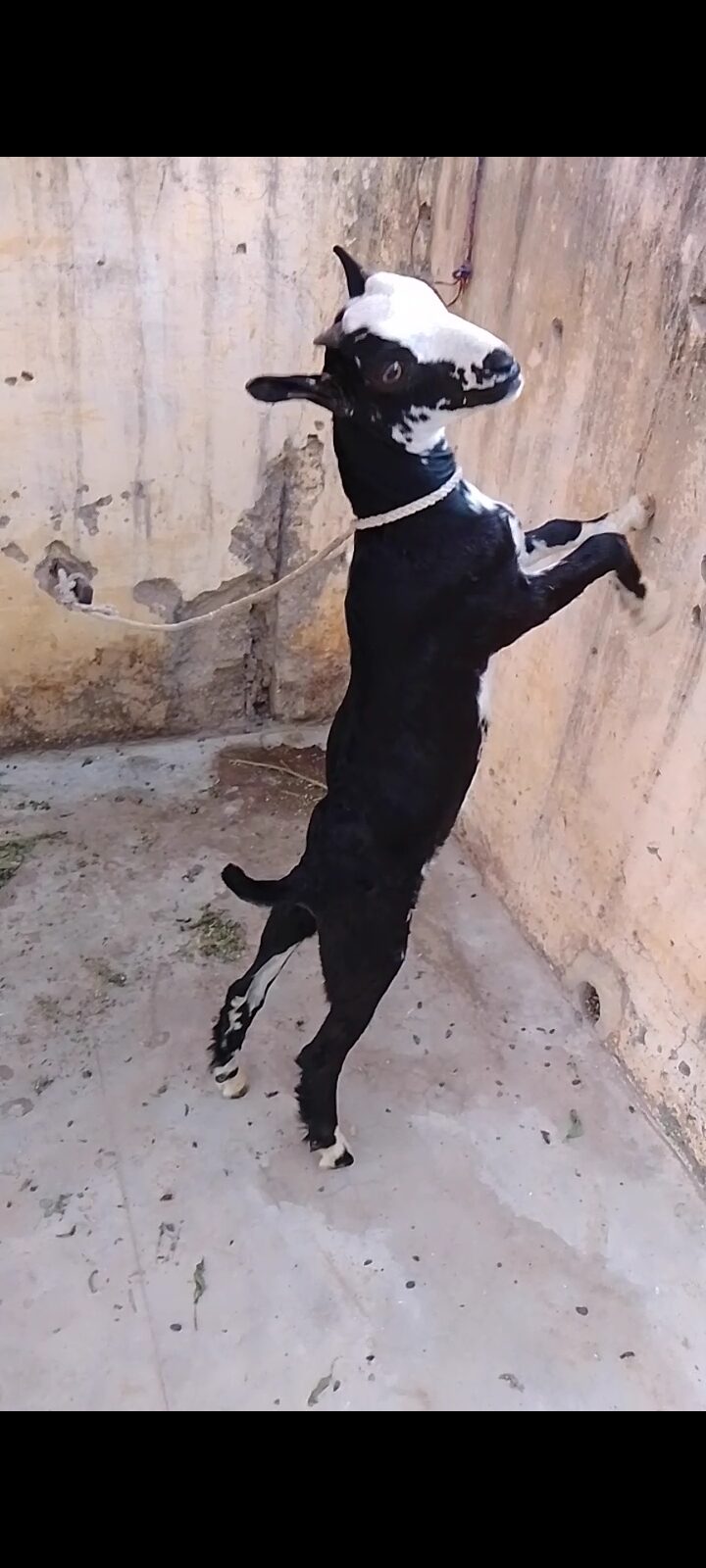 Zero size kodu tedy male chamba face
