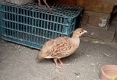 Top quality king size breeder pair for sale Location Mianwali cargo all pakistan
