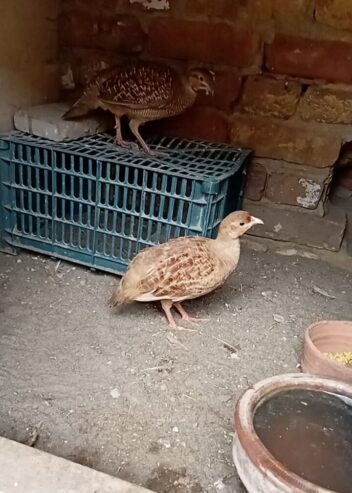 Top quality king size breeder pair for sale Location Mianwali cargo all pakistan
