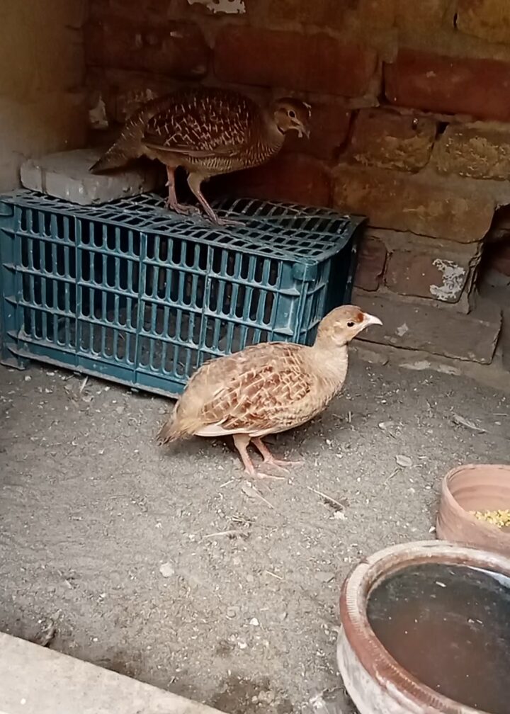 Top quality king size breeder pair for sale Location Mianwali cargo all pakistan