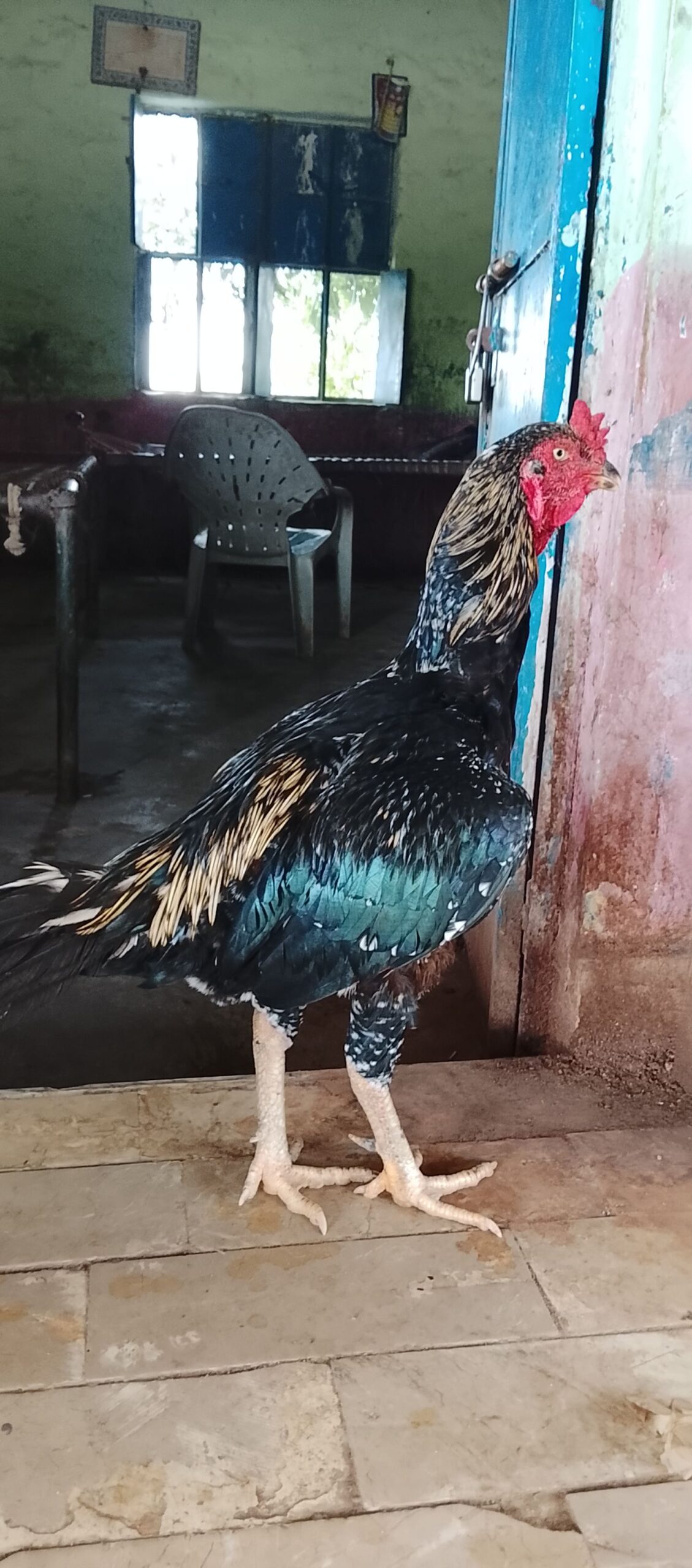 Aseel murga