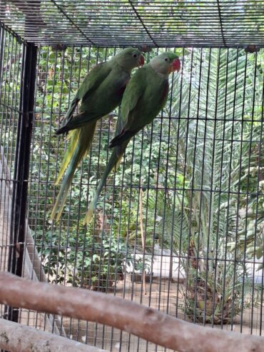 Green ringneck
