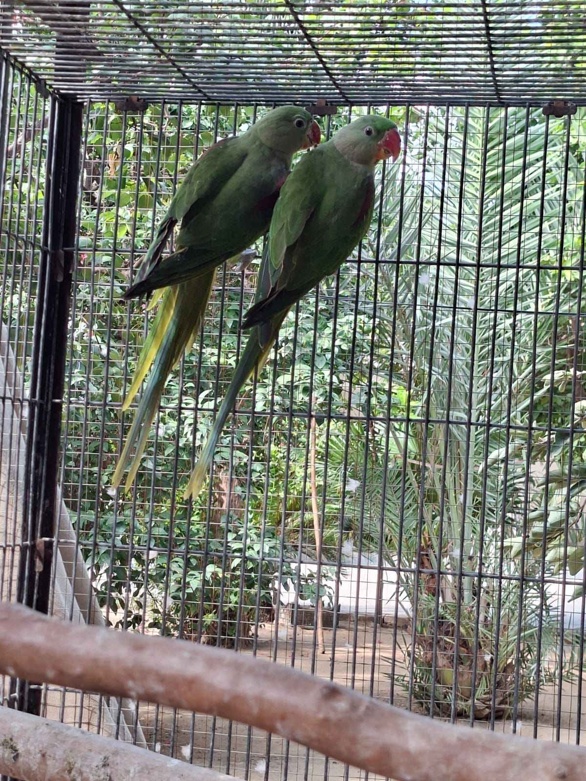 Green ringneck