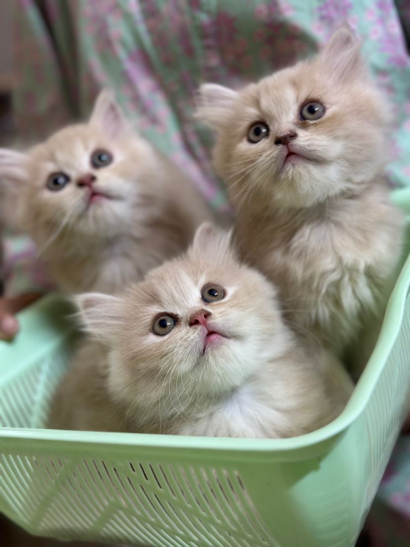 Percian kittens