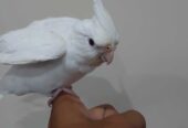Cocktail hand tammed