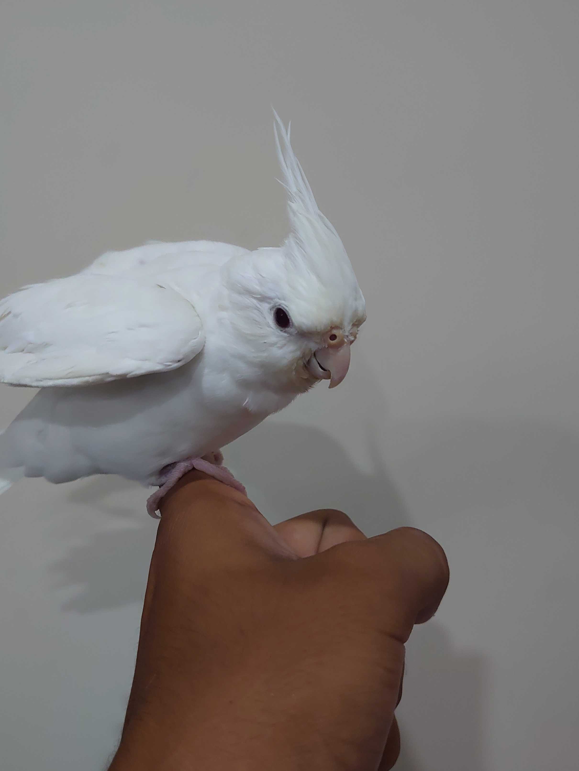 Cocktail hand tammed