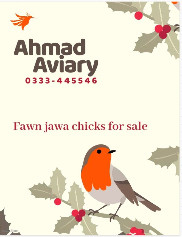 Fawn jawa chicks for sale