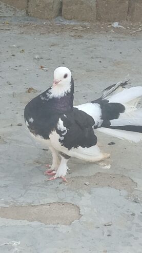 Pigeon