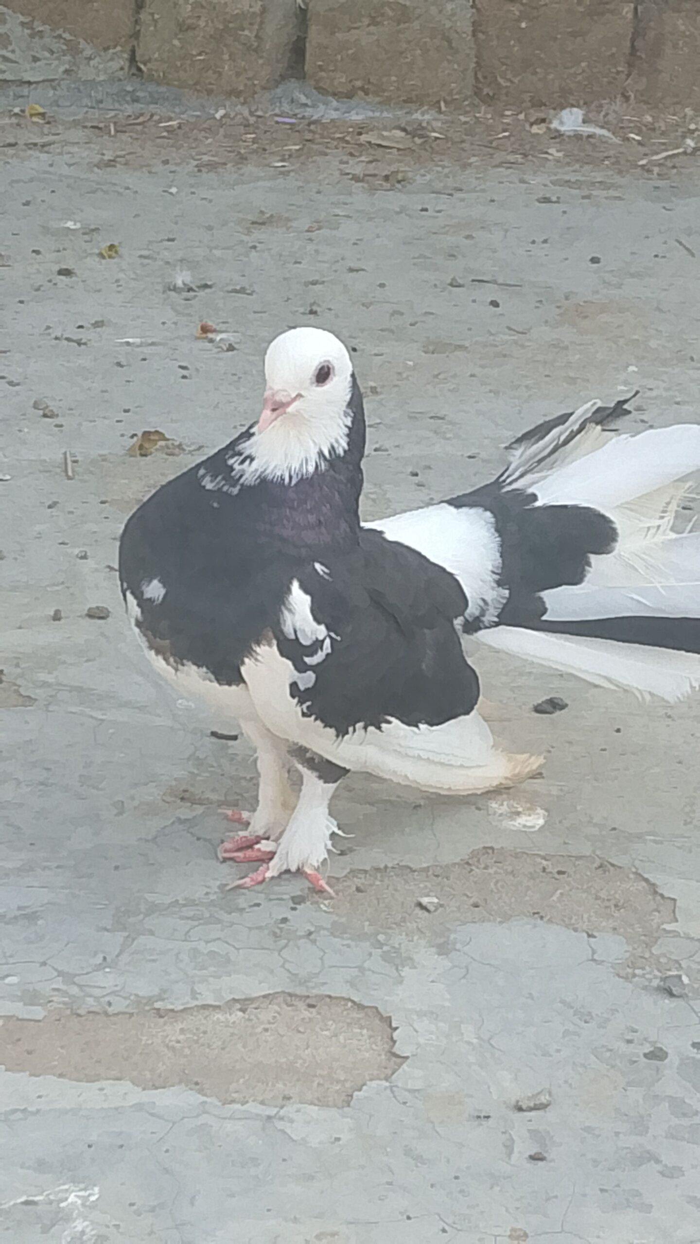 Pigeon