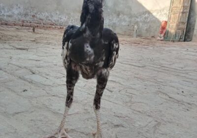 05e81e8a-b0e7-4af0-84d2-01786be0e3a4