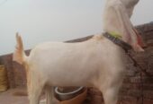 Rajan Puri bakra