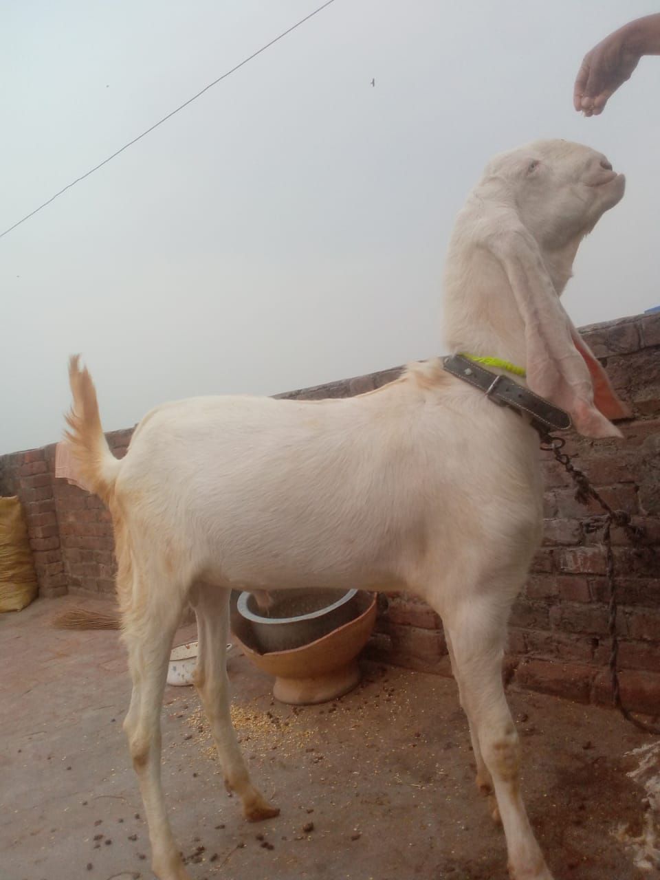 Rajan Puri bakra