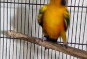 Suncnoure young pair