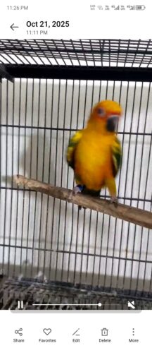 Suncnoure young pair
