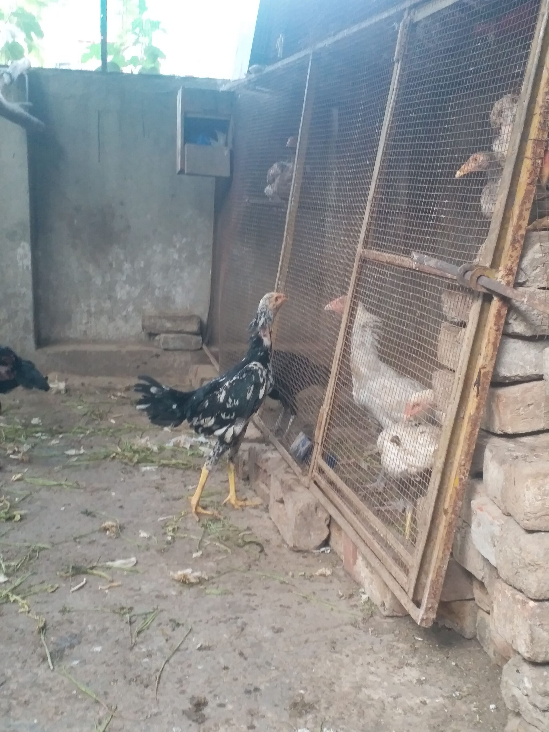 Fressh aseel long heighted