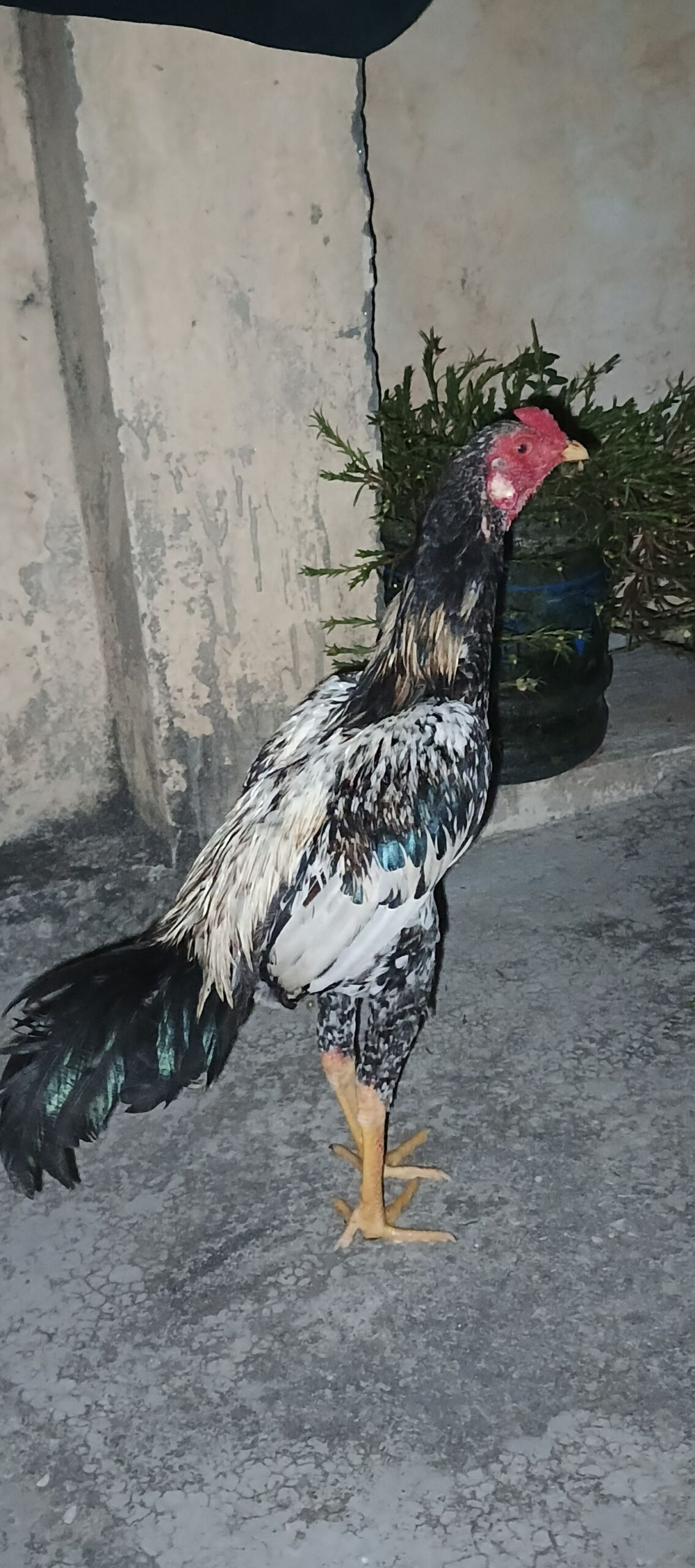 Aseel white java 6 month age