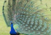 Indian Blue Breeder Peacock