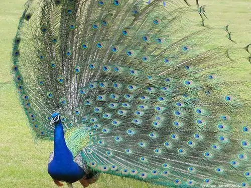 Indian Blue Breeder Peacock