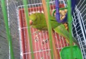 Ringneck male
