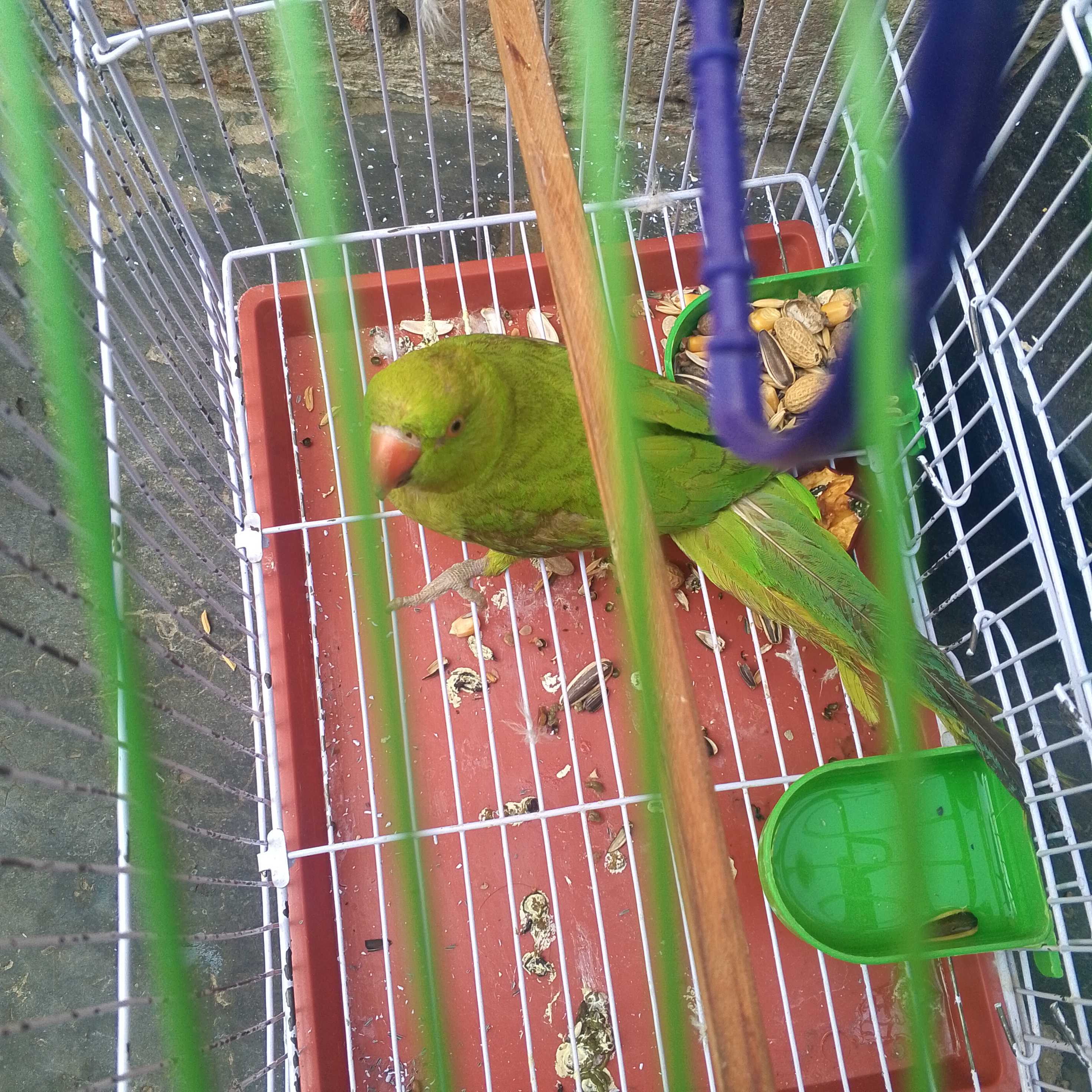 Ringneck male