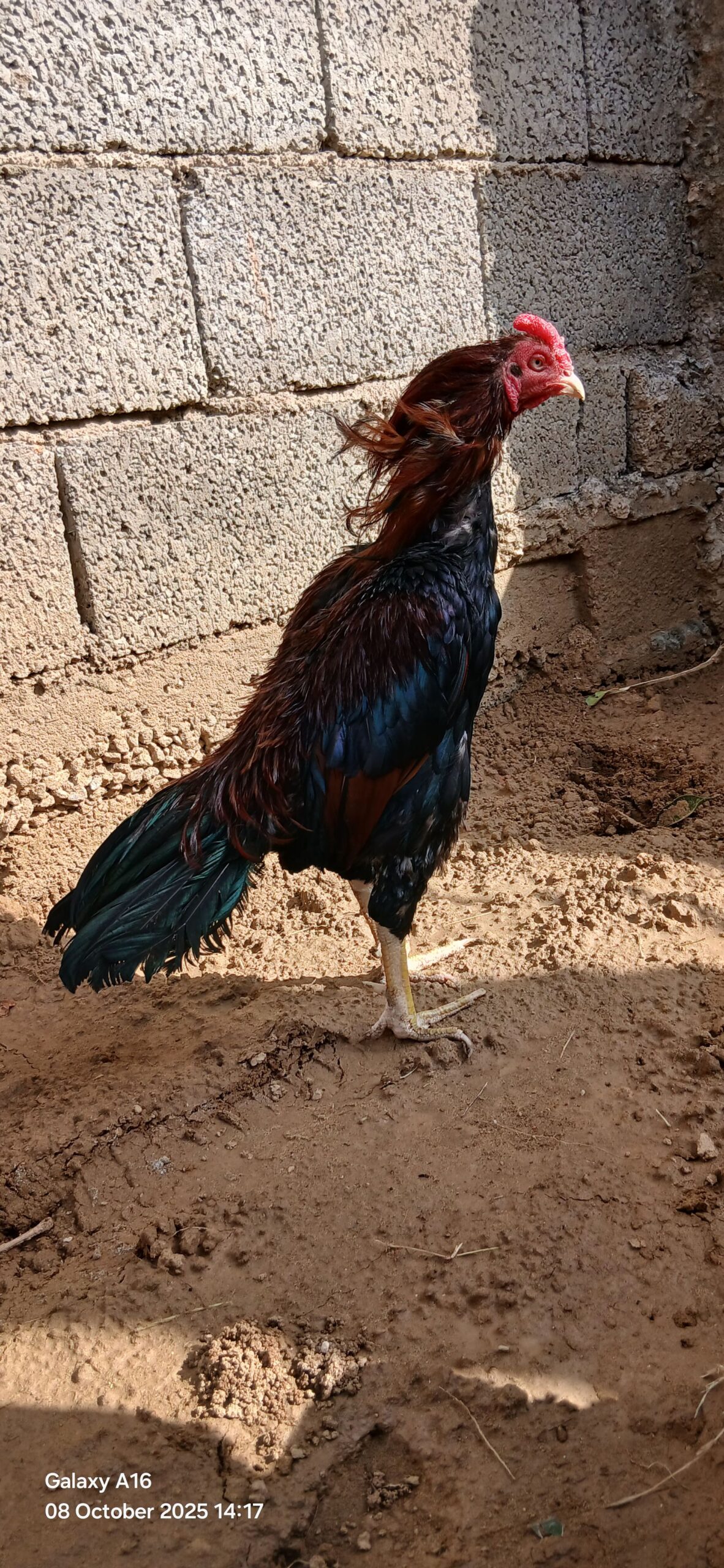 Pure Aseel menwaly