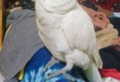Greater sulphur cockatoo