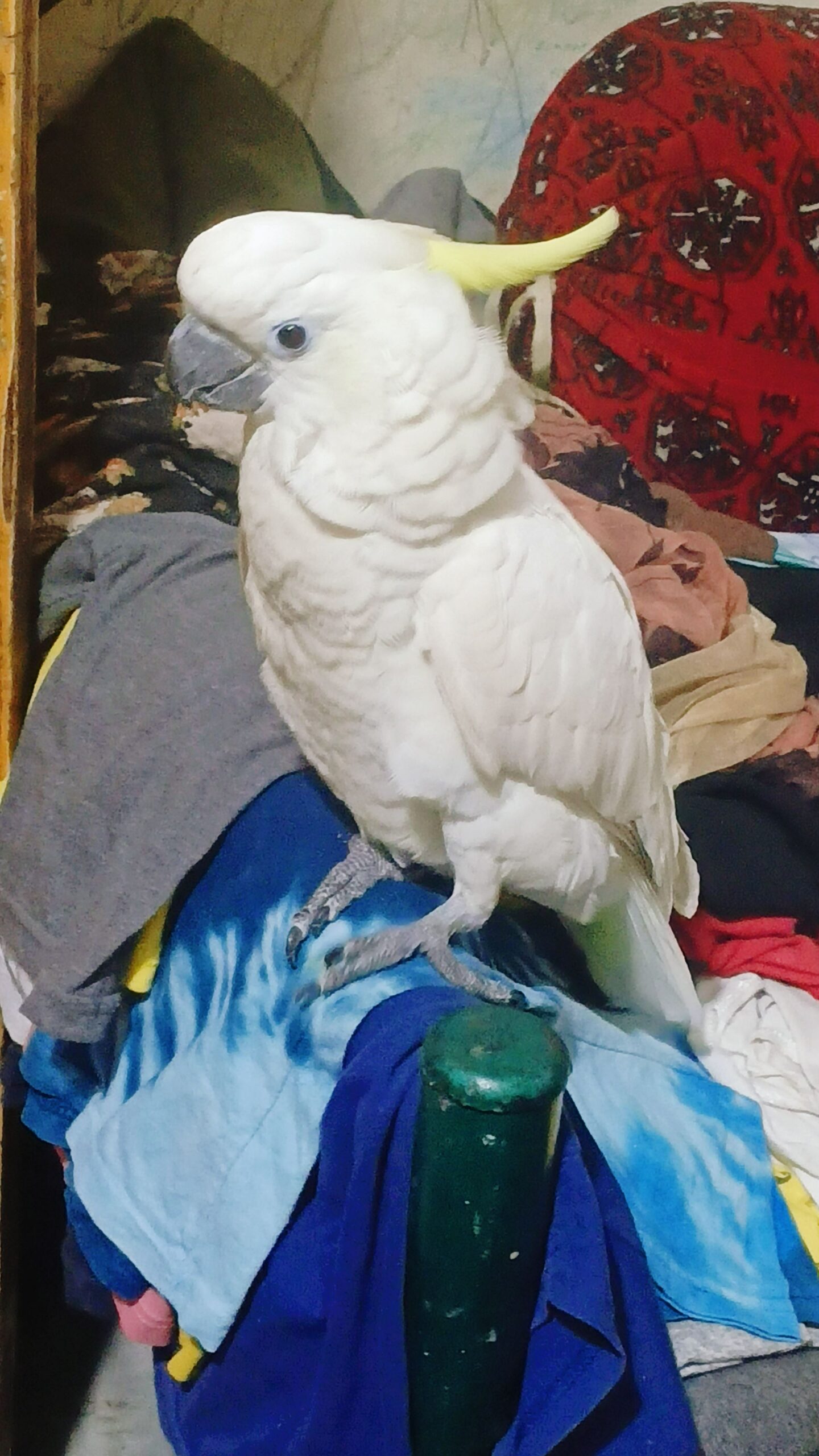 Greater sulphur cockatoo