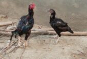 Aseel pair for sale