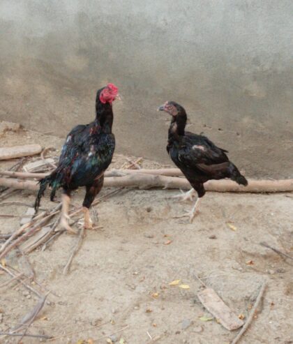 Aseel pair for sale