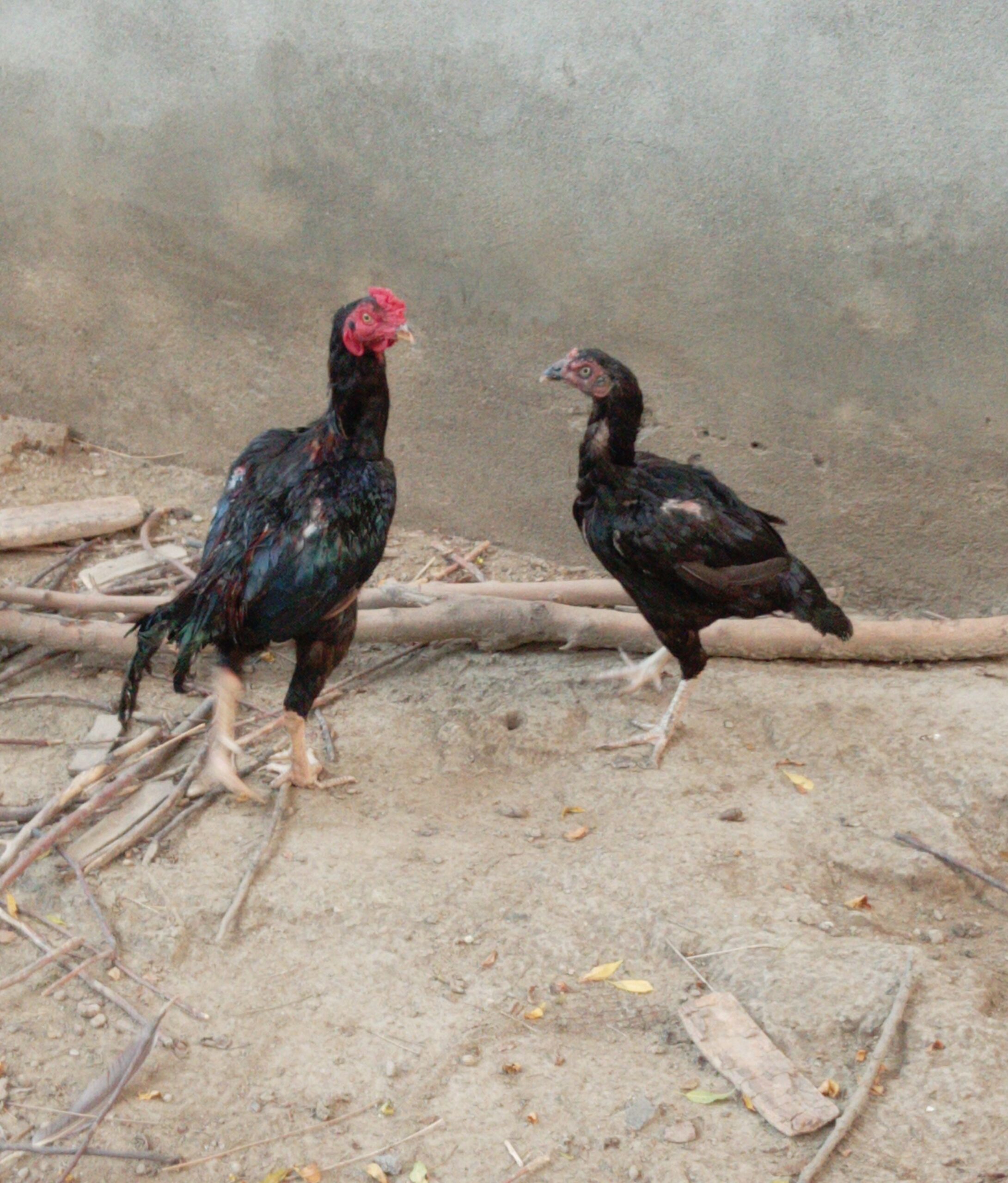Aseel pair for sale
