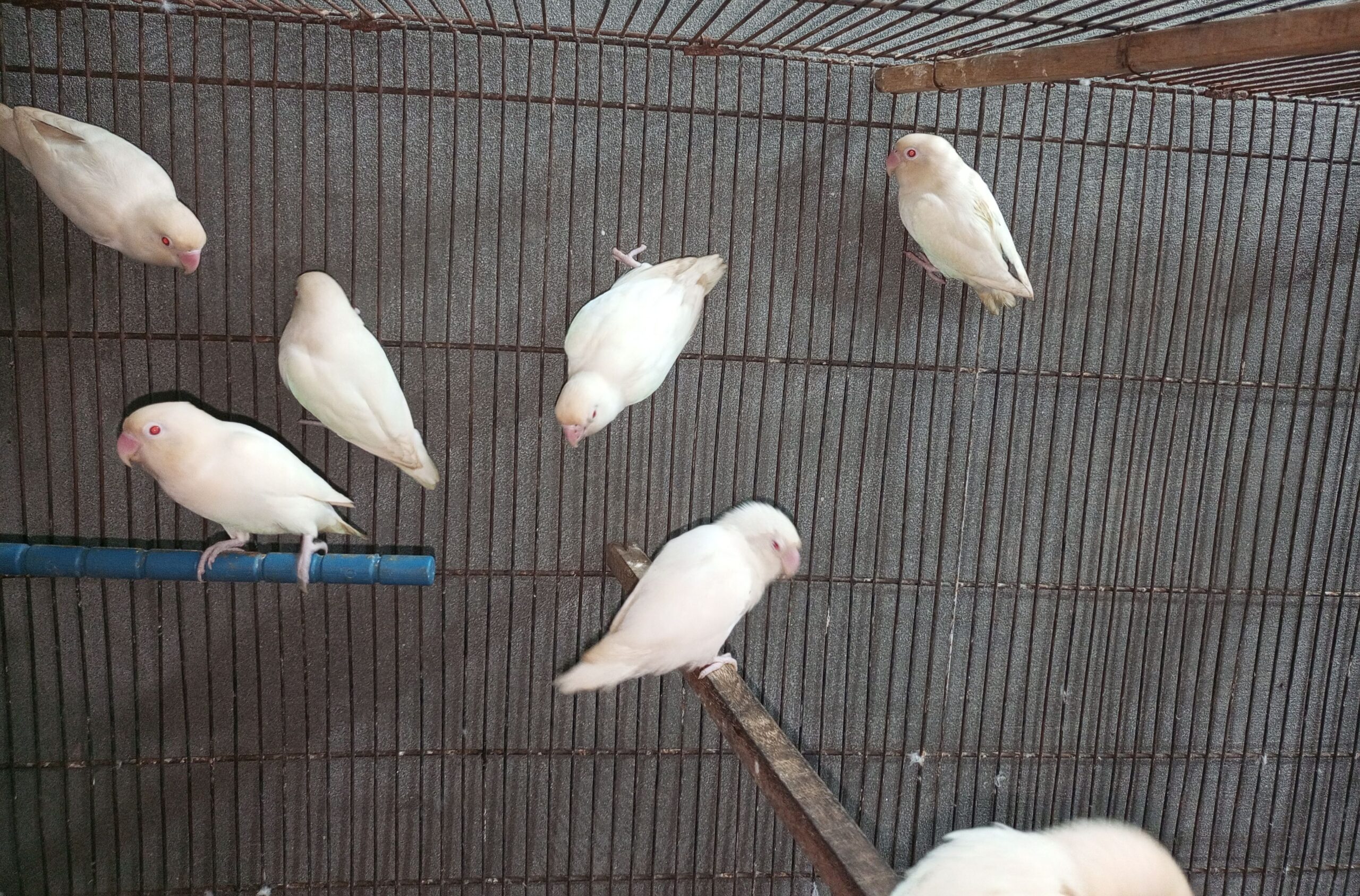 Albino red eyes