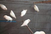 Albino red eyes