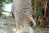 Sparrow hawk Basha