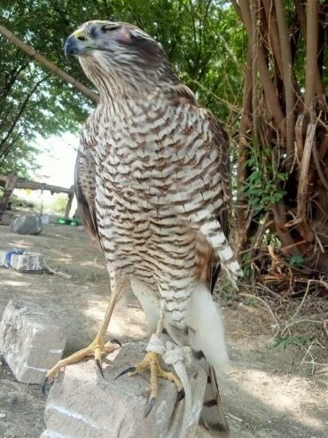 Sparrow hawk Basha