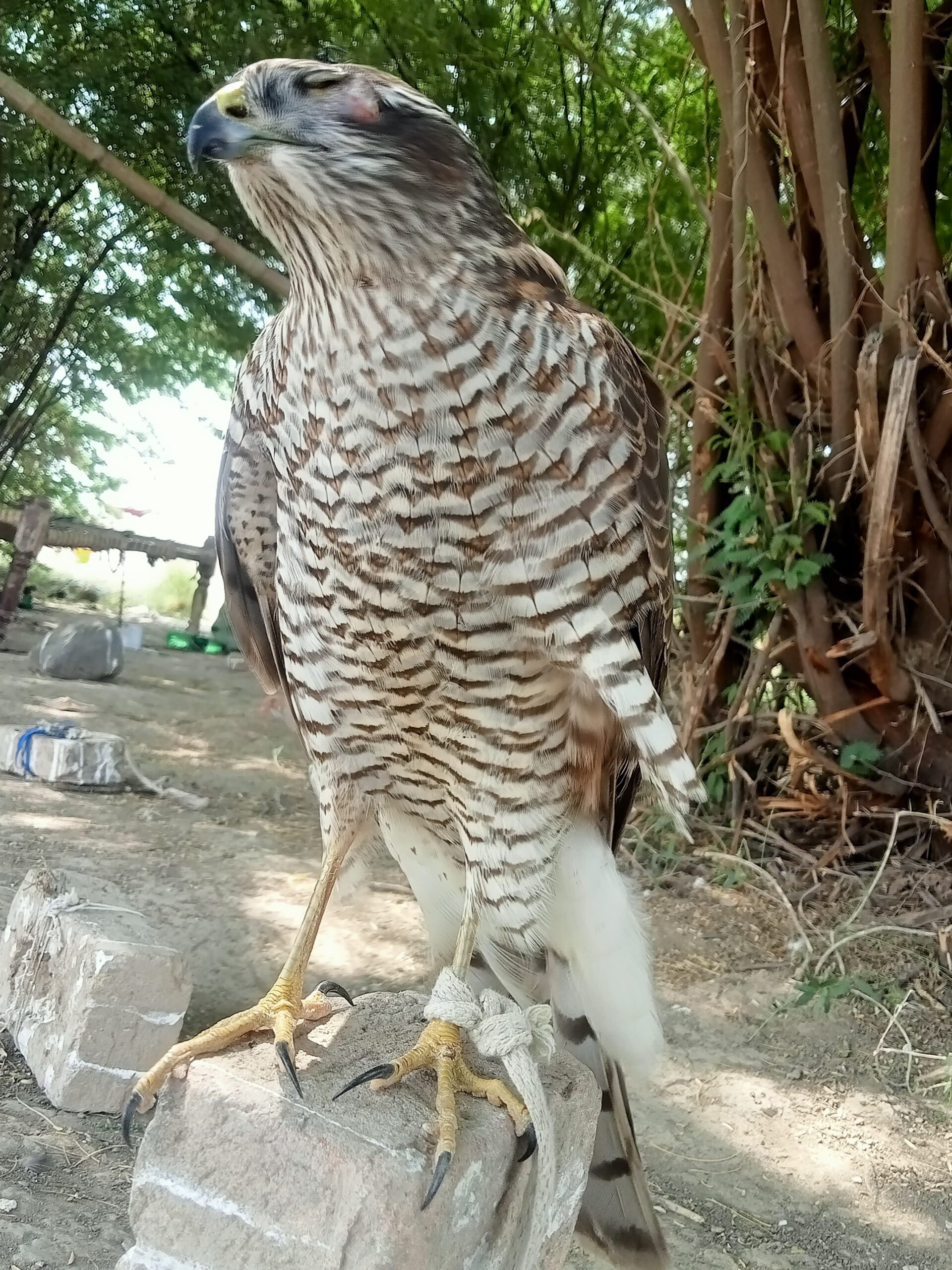 Sparrow hawk Basha
