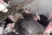 Healthy Turkey 🦃 Birds For Sale in Bahawalpur