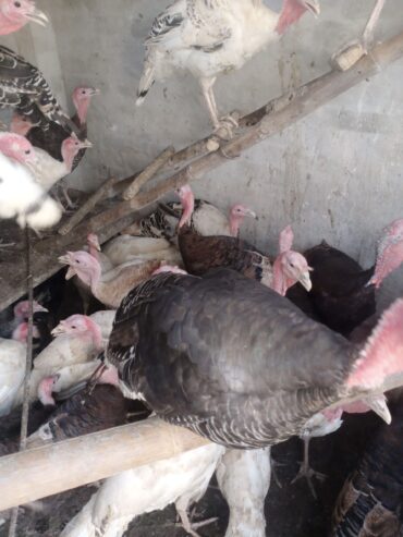 Healthy Turkey 🦃 Birds For Sale in Bahawalpur