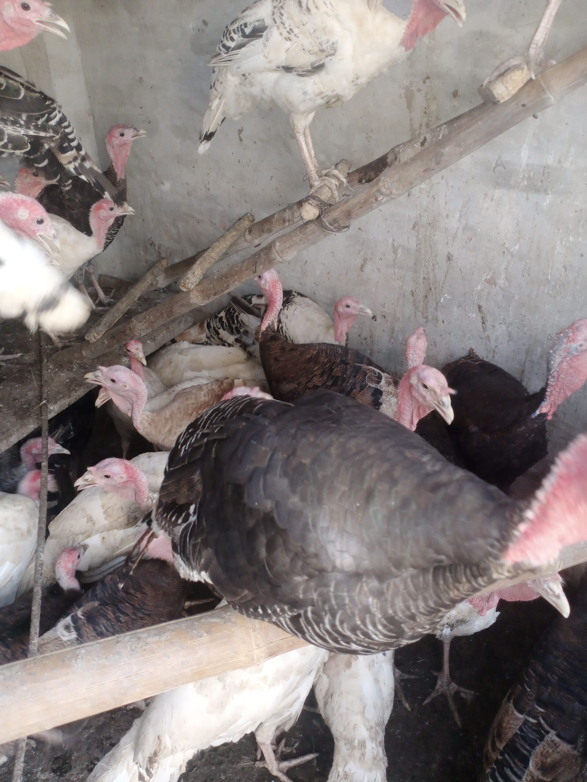 Healthy Turkey 🦃 Birds For Sale in Bahawalpur