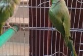 Ringneck parrot (4 parrots) 18 Thousand