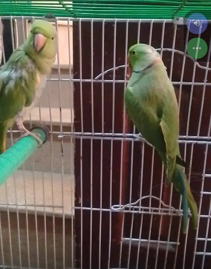 Ringneck parrot (4 parrots) 18 Thousand