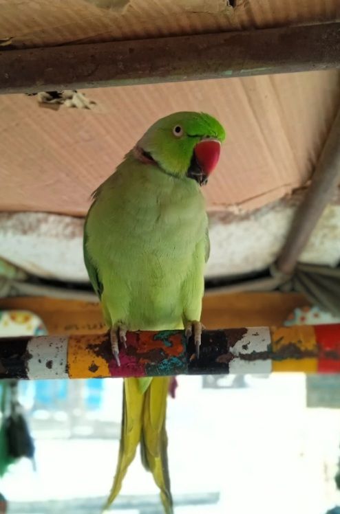 Beautiful Green Ringneck 🦜Parrot for Sale – Healthy and Active.