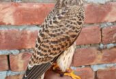 Kastrel falcon