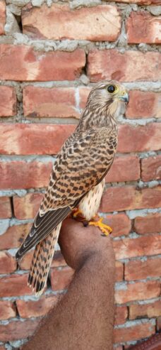 Kastrel falcon