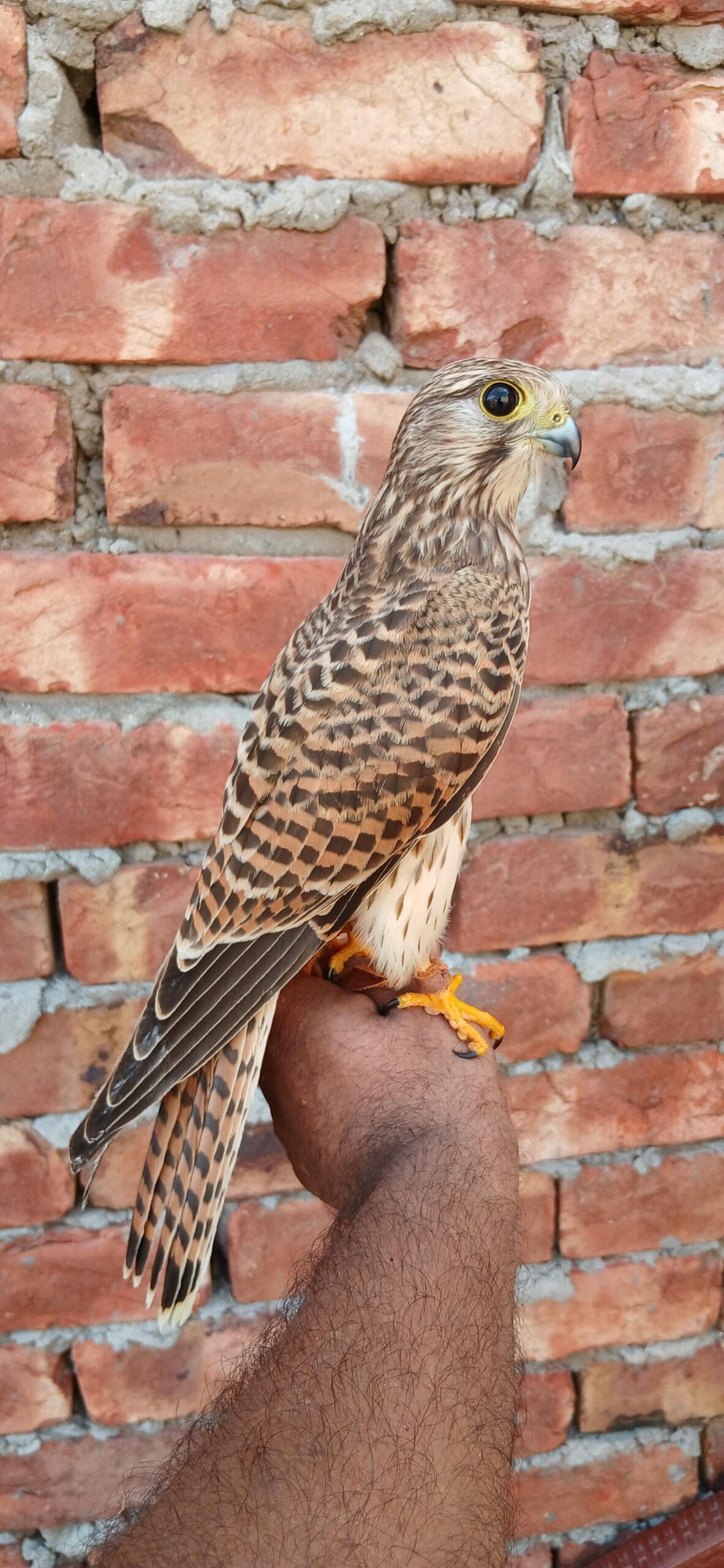 Kastrel falcon