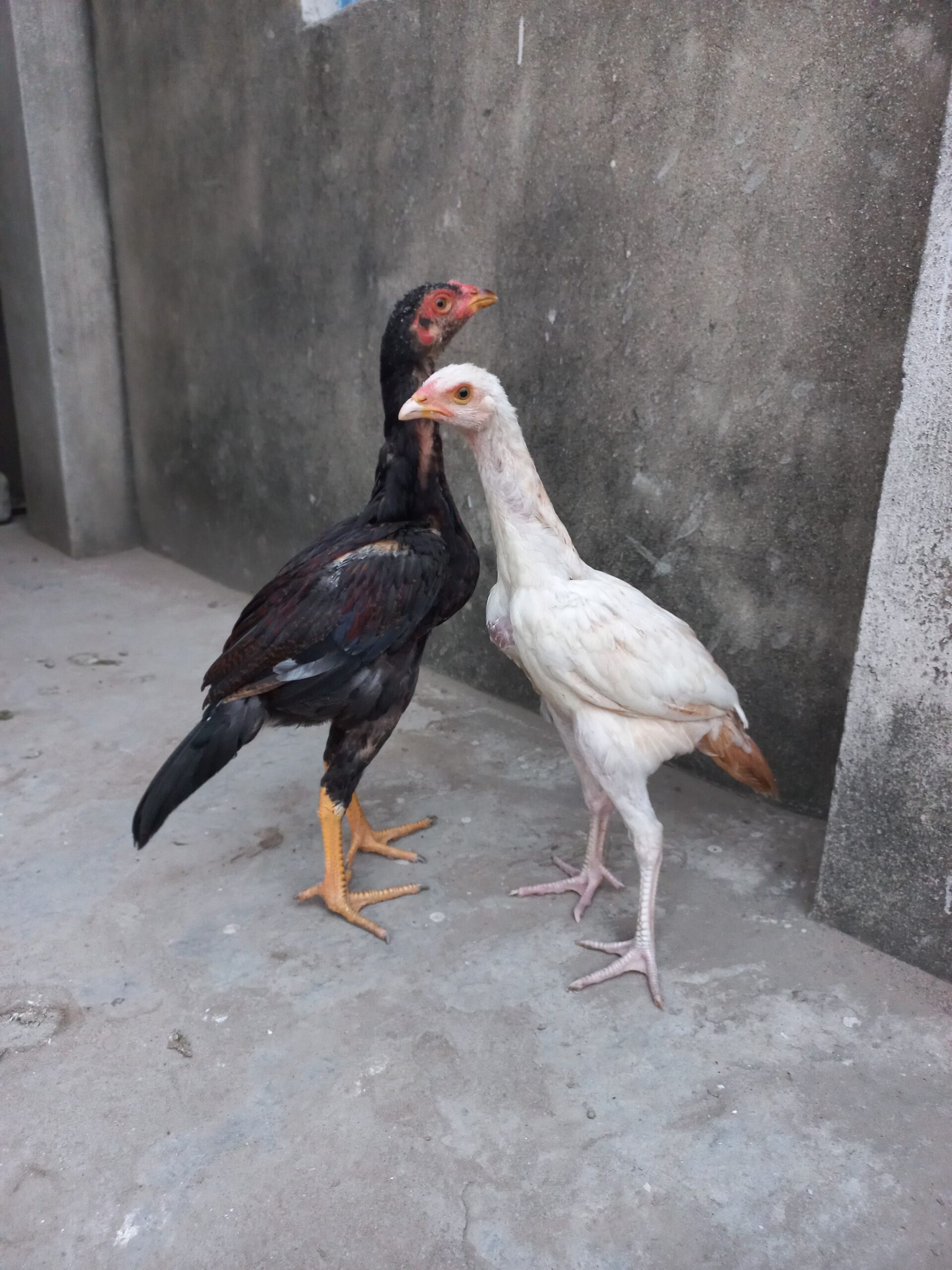 Mianwali aseel pair