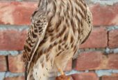 Kastrel falcon